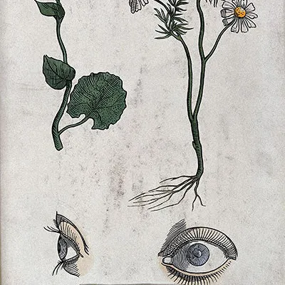 What is the 'Doctrine of Signatures'?