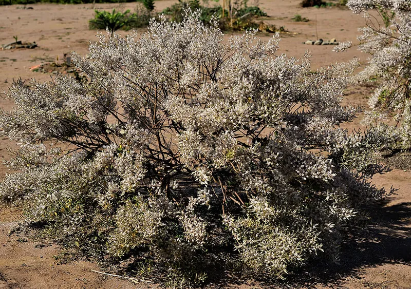 Commiphora myrrha (myrrh)