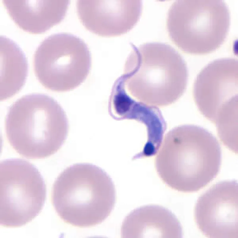 Trypanosoma cruzi parasite in a human blood smear, seen among red blood cells. This protozoan causes Chagas disease. (Image source: CDC Public Health Image Library)