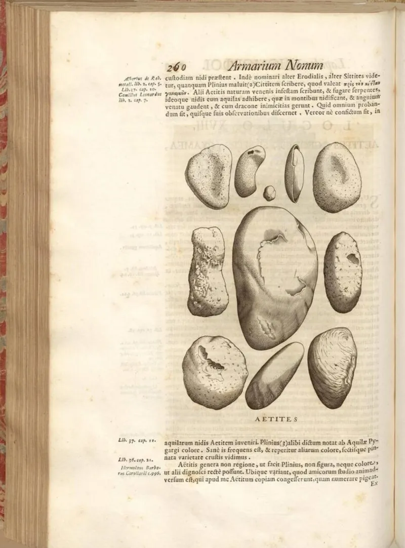 Illustration of Aetites