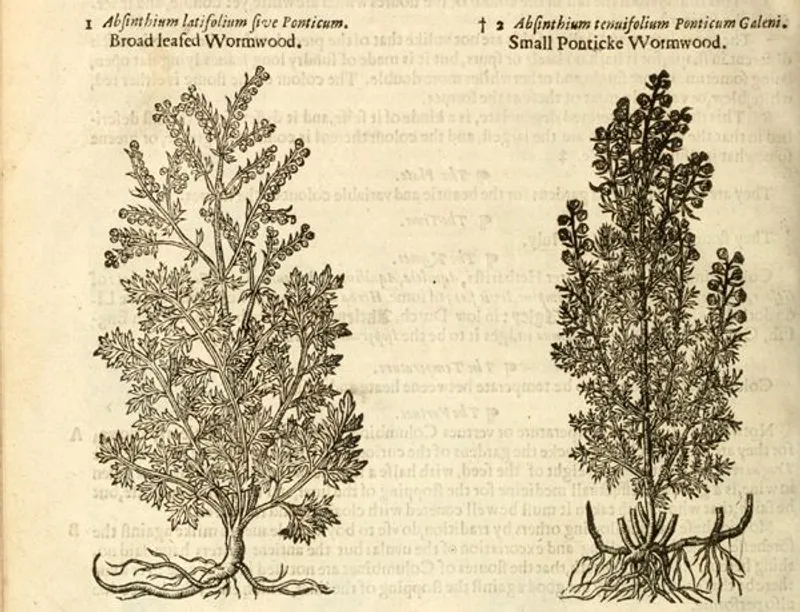 Wormwood (Artemisia absinthium) in John Gerard’s The herball: or, Generall historie of plantes (1636). (Wellcome Images)