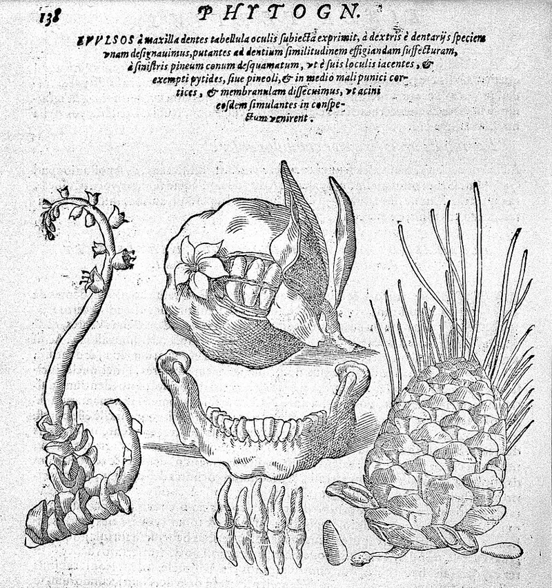 Plants similar to the human jaw bone in Della Porta's 1588 Phytognomonica. (Credit: Wellcome Images)