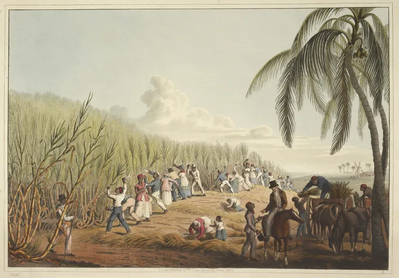 William Clark, 'Slaves Cutting the Sugar Cane', from Ten Views in the Island of Antigua (1823), an aquatint showing enslaved people labouring on a Caribbean sugar plantation.