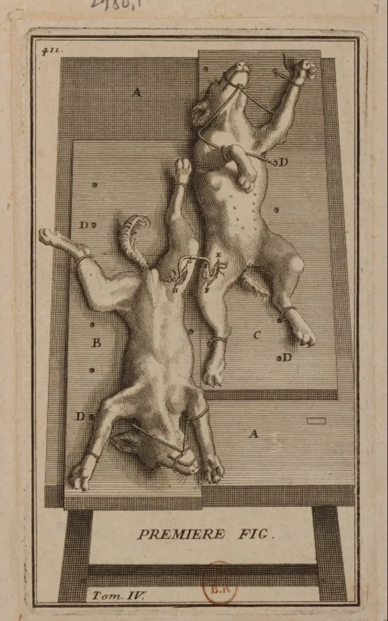 An early illustration of a blood transfusion experiment between two animals, showcasing the experimental nature of 17th-century medical research.