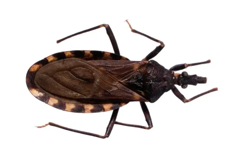 Triatoma infestans, a species of kissing bug that transmits Trypanosoma cruzi, the parasite responsible for Chagas disease. (Image source: Wikimedia Commons)