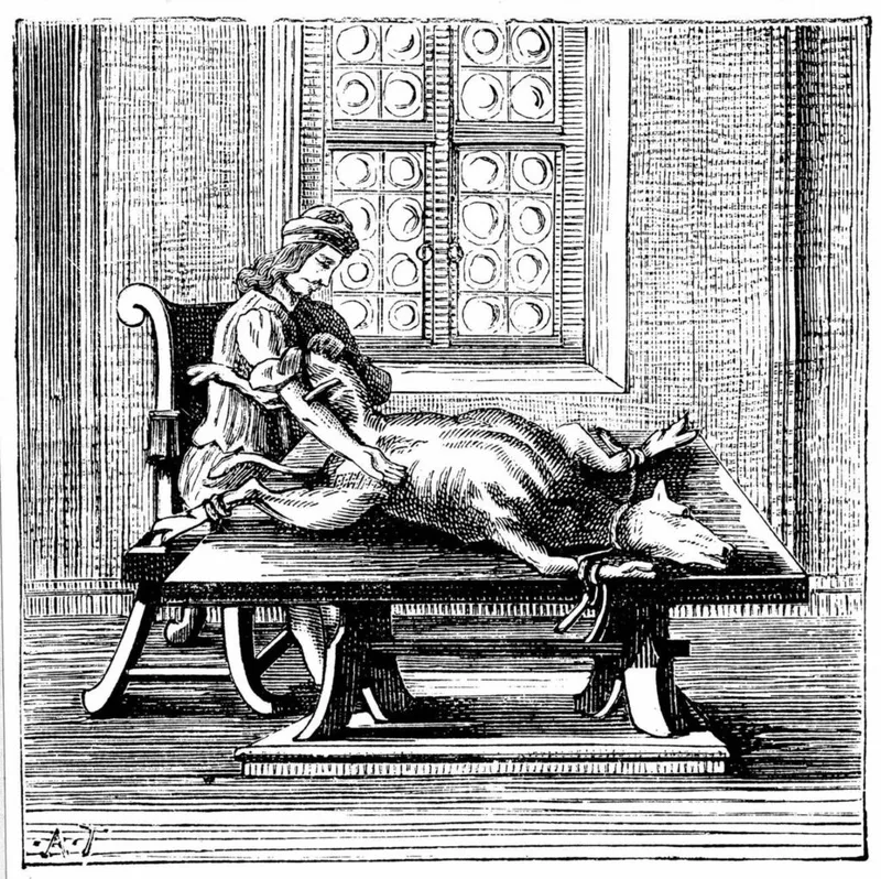 An illustration showing a lamb prepared for an early blood transfusion experiment in the 17th century, during the time of Jean-Baptiste Denys.